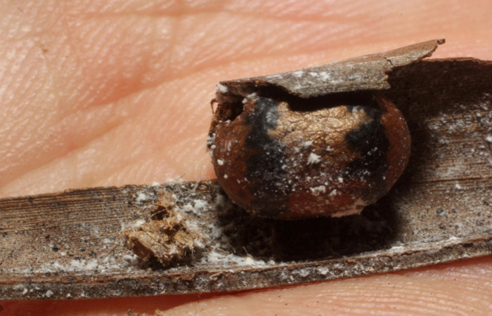 Fg.11. Parásito (Ichneumonidae) se alimentó larva <i>Natada michorta</i> (Limacodidae), Estacion Llanura. Sector Rincon Rain Forest, 135 m. 11- SRNP-75453-DHJ804111.