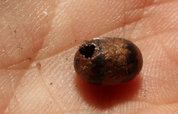 Fg.12. Parasito (Ichneumonidae) se alimento larva <i>Natada michorta</i> (Limacodidae), Estacion Llanura. Sector Rincon Rain Forest, 135 m. 11- SRNP-75453-DHJ804110.