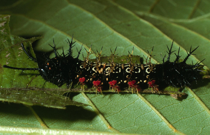 Figura 20. Larva <i>Hamadryas mexicana</i> (Nymphalidae), último estadío (U), vista lateral, localidad Bosque Humedo, Sector Santa Rosa ACG (290m). Voucher: 03-SRNP-13571-DHJ76288.jpg.