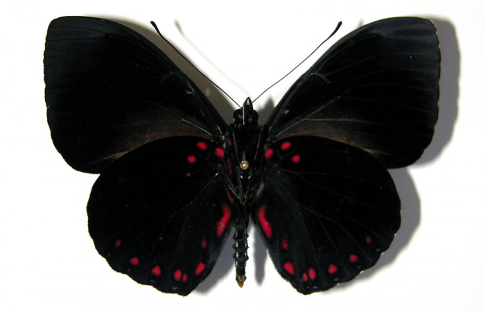 Figura 10. Adulto de <i>Hamadryas saurites</i> (Nymphalidae), macho vista ventral, localidad Rio Blanco Abajo, Sector San Cristobal ACG (500m). Voucher: 03-SRNP-34487-DHJ96777.jpg.