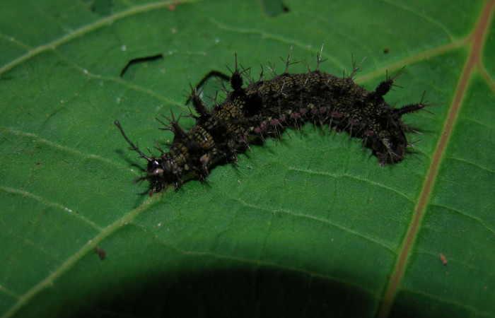 Figura 16. Larva <i>Hamadryas farinulenta</i> (Nymphalidae), último estadío (U), vista dorsal, localidad Pasmompa, Sector Pitilla ACG (440m). Voucher: 05-SRNP-30483-DHJ405637.jpg.