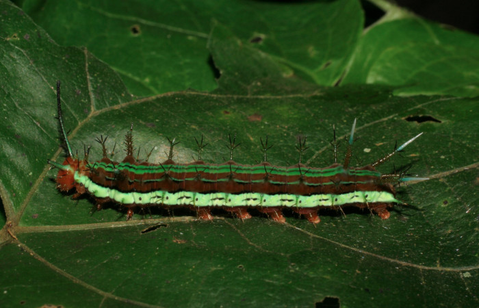Figura 3. Larva <i>Hamadryas saurites</i> (Nymphalidae), último estadío (U), vista lateral, localidad Puente Mena, Sector Del Oro ACG (280m). Voucher: 06-SRNP-22450-DHJ424797.jpg.