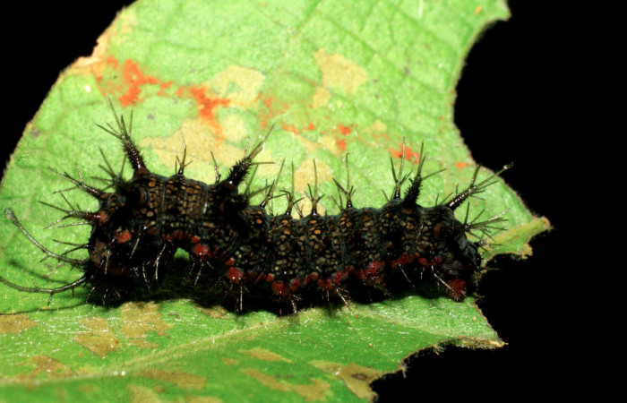 Figura 12. Larva <i>Hamadryas</i> guatemalenaDHJ03 (Nymphalidae), último estadío (U), vista lateral, localidad Amonias, Sector Pitilla ACG (390m). Voucher: 07-SRNP-33942-DHJ434498.jpg.