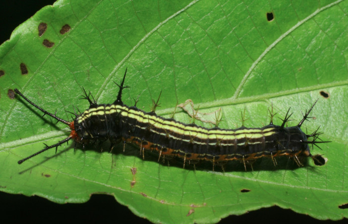 Figura 2. Larva <i>Hamadryas saurites</i> (Nymphalidae), penúltimo estadío (PU), vista lateral, localidad Estación Quica, Sector Pitilla ACG (470m). Voucher: 08-SRNP-72179-DHJ447137.jpg.