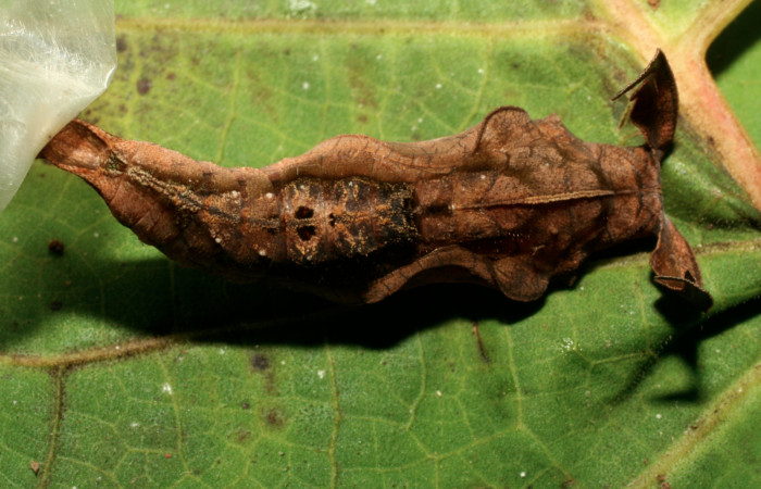 Figura 5. Pupa de <i>Hamadryas saurites</i> (Nymphalidae), vista dorsal, localidad Estación Quica, Sector Pitilla ACG (470m). Voucher: 08-SRNP-72179-DHJ447146.jpg.