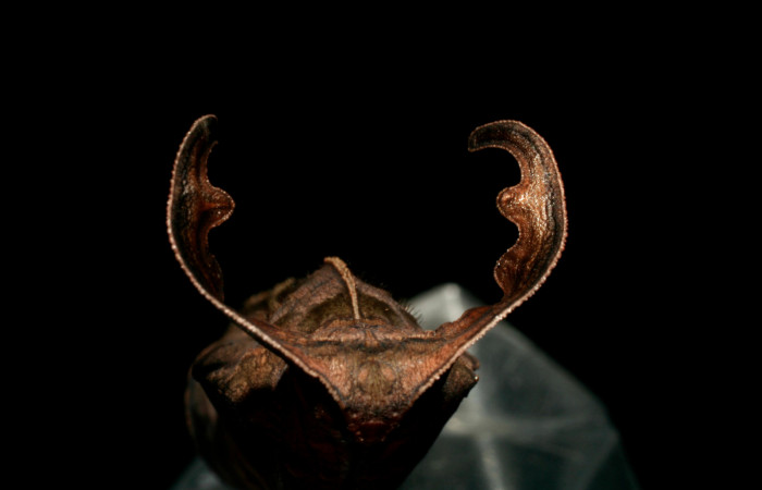 Figura 6. Pupa de <i>Hamadryas saurites</i> (Nymphalidae), vista frontal, localidad Estación Quica, Sector Pitilla ACG (470m). Voucher: 08-SRNP-72179-DHJ447151.jpg.