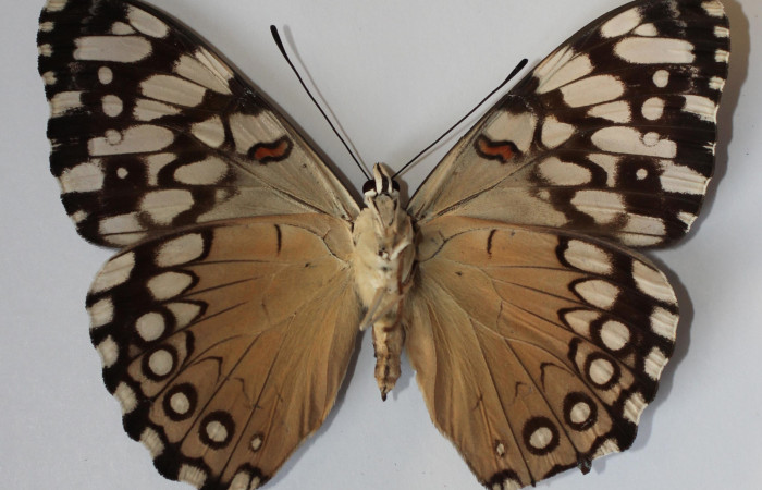 Figura 18. Adulto de <i>Hamadryas farinulenta</i> (Nymphalidae), vista ventral, localidad Vuelta peligrosa, Sector El Hacha ACG (280m). Voucher: 12-SRNP-22044-DHJ583671.jpg.