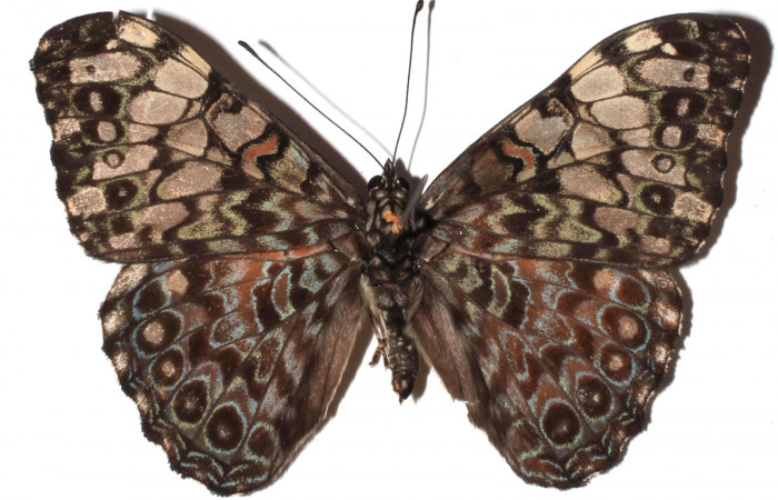 Figura 13. Adulto de <i>Hamadryas guatemalena</i> (Nymphalidae), vista dorsal, localidad Medrano Estación Quica, Sector Pitilla ACG (380m). Voucher: 16-SRNP-71900-DHJ927828.jpg.
