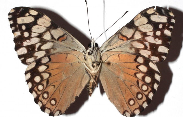 Figura 14. Adulto <i>Hamadryas guatemalena</i> (Nymphalidae), vista ventral, localidad Medrano Estación Quica, Sector Pitilla ACG (380m). Voucher: 16-SRNP-71900-DHJ927829.jpg.
