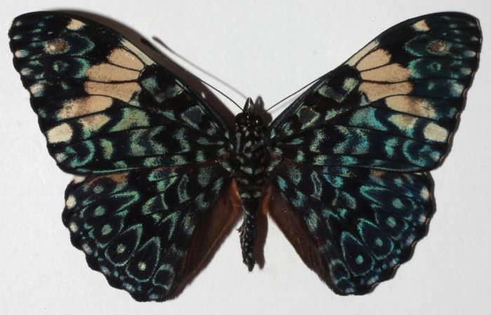 Figura 21. Adulto de <i>Hamadryas mexicana</i> (Nymphalidae), vista dorsal, localidad Sendero Huerta, Sector San Cristobal ACG (527m). Voucher: 18-SRNP-578-DHJ938560.jpg.