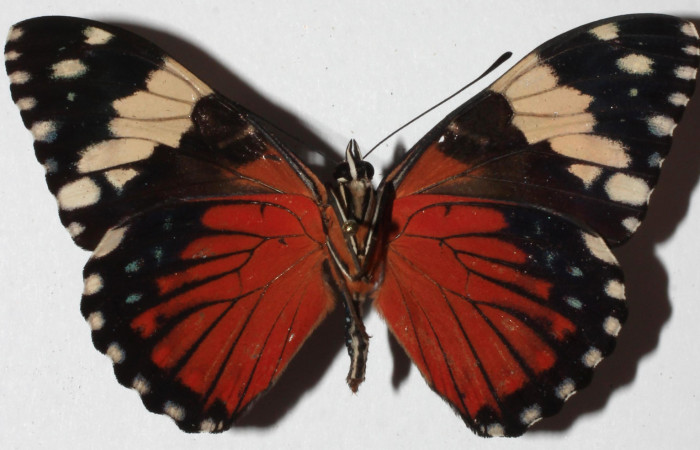 Figura 22. Adulto de <i>Hamadryas mexicana</i> (Nymphalidae), vista ventral, localidad Sendero Huerta, Sector San Cristobal ACG (527m). Voucher: 18-SRNP-578-DHJ938561.jpg.