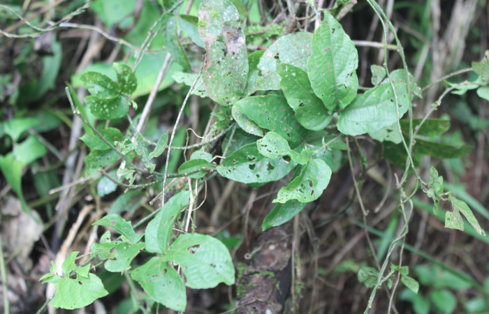 Figura 23. Planta hospedera de <i>Hamadryas saurites</i> (Nymphalidae), planta llamada <i>Dalechampia scandens</i> (Euphorbiaceae), localidad Medrano Estación Quica, Sector Pitilla ACG (380m), foto: Ricardo Calero 18 Julio 2019.