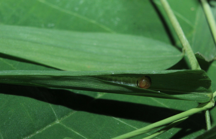 Figura 3. Habitat o casita de <i>Parphorus decora</i> (Hesperiidae), localidad Medrano Estación Biológica Quica Sector Pitilla ACG (380m). Voucher: 15-SRNP-70949-DHJ727356.jpg.