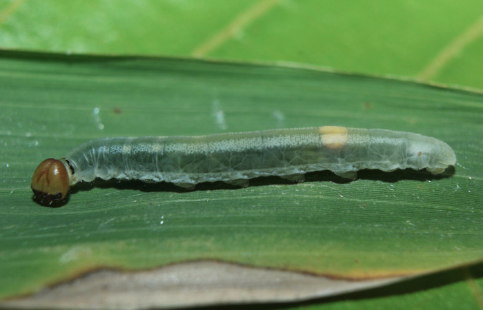 Figura 6. Larva <i>Parphorus decora</i> (Hesperiidae), en último estadío (U) vista lateral, localidad Medrano Estación Biológica Quica Sector Pitilla ACG (380m). Voucher: 15-SRNP-70949-DHJ727399.jpg.