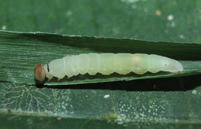 Figura 7. Larva <i>Parphorus decora</i> (Hesperiidae), en estado de prepupa vista lateral, localidad Medrano Estación Biológica Quica Sector Pitilla ACG (380m). Voucher: 15-SRNP-70949-DHJ727411.jpg.