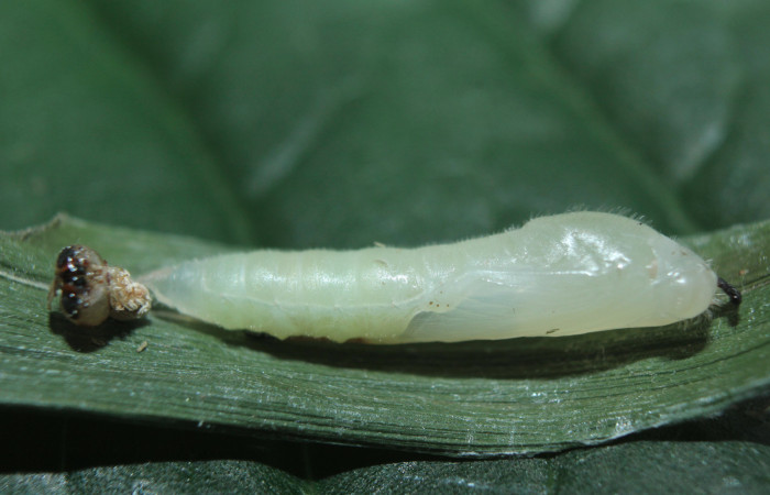 Figura 8. Pupa de <i>Parphorus decora</i> (Hesperiidae), vista lateral, localidad Medrano Estación Biológica Quica Sector Pitilla ACG (380m). Voucher: 15-SRNP-70949-DHJ727412.jpg.