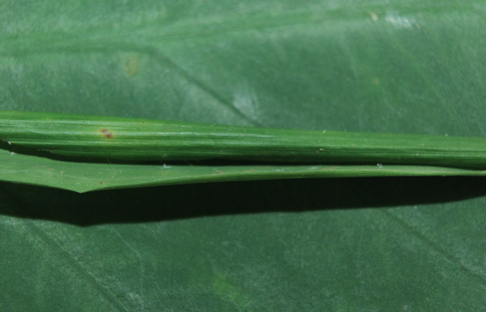 Figura 2. Habitat o casita de <i>Parphorus decora</i> (Hesperiidae), localidad Charia Estación Biológica Quica Sector Pitilla ACG (530m). Voucher: 15-SRNP-71587-DHJ727818.jpg.