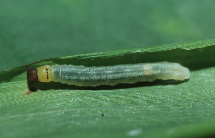 Figura 4. Larva <i>Parphorus decora</i> (Hesperiidae), en tercer estadío (PPU) vista dorsal, localidad Charia Estación Biológica Quica Sector Pitilla ACG (530m). Voucher: 15-SRNP-71587-DHJ727819.jpg.