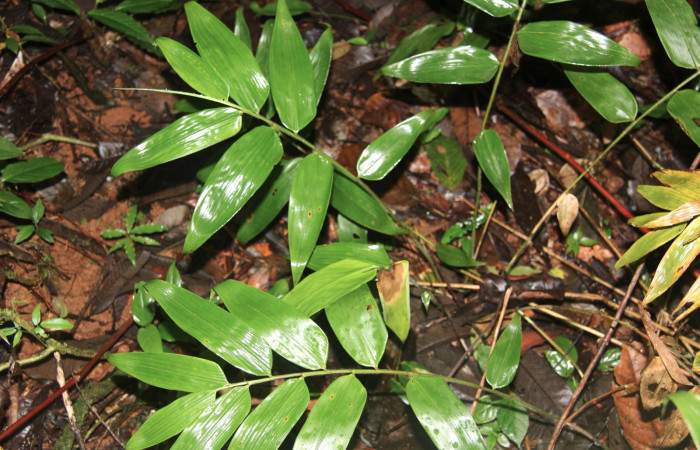 Figura 14. Planta hospedera de <i>Parphorus decora</i> (Hesperiidae), esta planta se llama <i>Olyra latifolia</i> (Poaceae), localidad Sendero Manguera Estación Biológica Quica Sector Pitilla ACG (470m), foto; Ricardo Calero 01 Setiembre 2015.