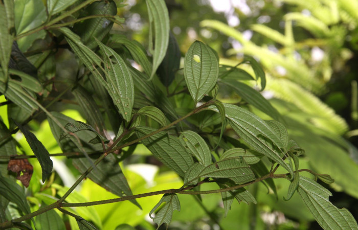 Estructura de ramas <i>Henriettea tuberculosa</i>  planta hospedera de <i> Antiblemma herilis,</i> 