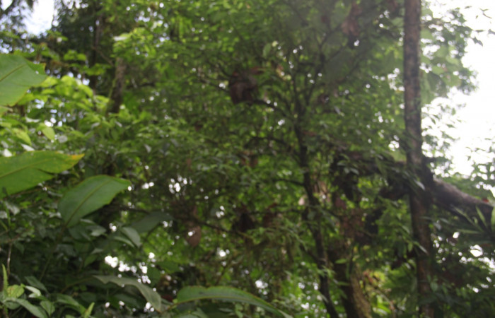 Hábitat de <i>Henriettea tuberculosa</i>  planta hospedera de <i> Antiblemma herilis,</i> 