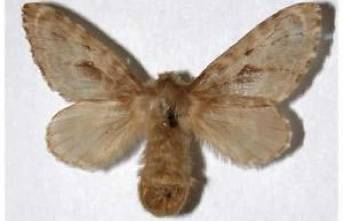 Figura 6. Adulto de <i>Titya synoecura</i> (Lasiocampidae), macho vista dorsal, localidad Palmital Sector Rincón Rain Forest ACG (420m). Voucher: 02-SRNP-7853.23-DHJ319258.jpg.