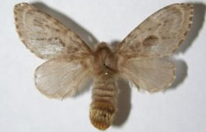 Figura 7. Adulto de <i>Titya synoecura</i> (Lasiocampidae), hembra vista dorsal, localidad Rio Blanco Abajo, Sector San Cristóbal ACG (500m). Voucher: 06-SRNP-2820-DHJ344372.jgp.