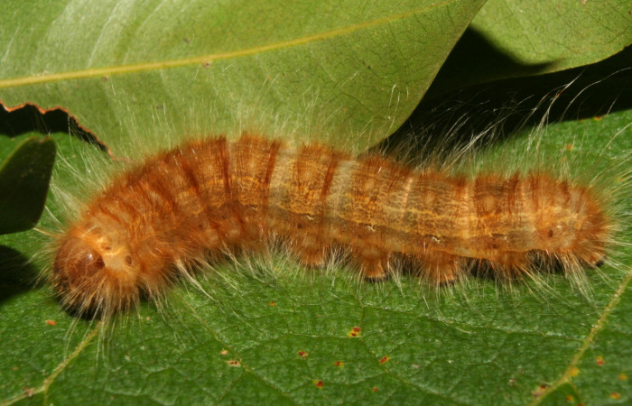 Figura 1. Larva <i>Titya synoecura</i> (Lasiocampidae), vista dorsal, localidad Calma Estación Biológica Quica, Sector Pitilla ACG (412m). Voucher: 13-SRNP-70768-DHJ702442.jpg.