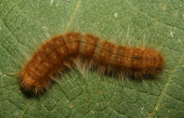 Figura 4. Larva <i>Titya synoecura</i> (Lasiocampidae), último estadio (U) vista dorsal, localidad Calma Estación Biológica Quica, Sector Pitilla ACG (412m). Voucher: 13-SRNP-70768-DHJ702451.jpg.