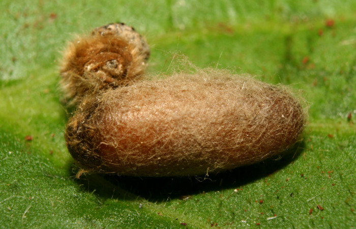 Figura 9. Capullo de parásito <i>Enicospilus</i> Gauld02 (Ichneumonidae) que ataca <i>Tytia synoecura</i> (Lasiocampidae), localidad Calma Estación Biológica Quica, Sector Pitilla ACG (412m) voucher: 13-SRNP-70777-DHJ702492.jpg.