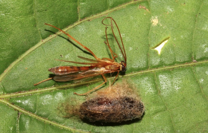 Figura 10. Adulto de parásito <i>Enicospilus</i> Gauld02 (Ichneumonidae) que ataca <i>Titya synoecura</i> (Lasiocampidae), localidad Calma Estación Biológica Quica, Sector Pitilla ACG (412m). Voucher: 13-SRNP-70796-DHJ700952.jpg.
