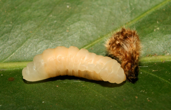 Figura 8. Parásito <i>Enicospilus</i> Gauld02 (Ichneumonidae) que ataca Tytia synoecura (Lasiocampidae), localidad Calma Estación Biológica Quica, Sector Pitilla ACG (412m). Voucher: 13-SRNP-70798-DHJ702500.jpg.