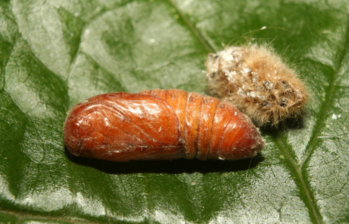 Figura 5. Pupa de <i>Titya synoecura</i> (Lasiocampidae), vista lateral, localidad Calma Estación Biológica Quica, Sector Pitilla ACG (412m). Voucher: 13-SRNP-70799-DHJ702511.jpg.