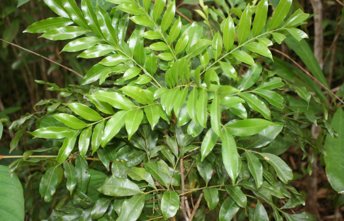 Figura 12. Planta hospedera de <i>Titya synoecura</i> (Lasiocampidae), planta llamada <i>Sapindus saponaria</i> (Sapindaceae), localidad Calma Estación Biológica Quica, Sector Pitilla ACG (412m), foto 7063.