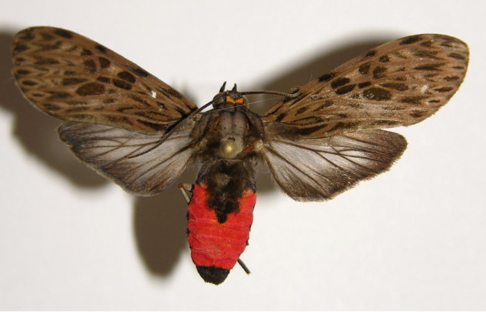 Figura 8. Adulto de <i>Eucereon pseudarchias</i> (Erebidae), hembra vista dorsal, localidad Quebrada Raíz Sector Del Oro ACG (280m). Voucher: 02-SRNP-27399-DHJ94180.jpg.