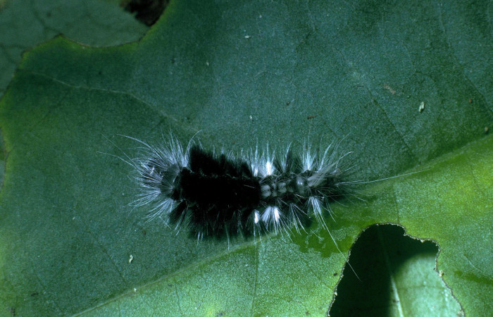 Figura 15. Larva <i>Eucereon aeolum</i> (Erebidae), vista dorsal, localidad Colocho Sector Pitilla ACG (375m). Voucher: 04-SRNP-33732-DHJ84919.jpg.