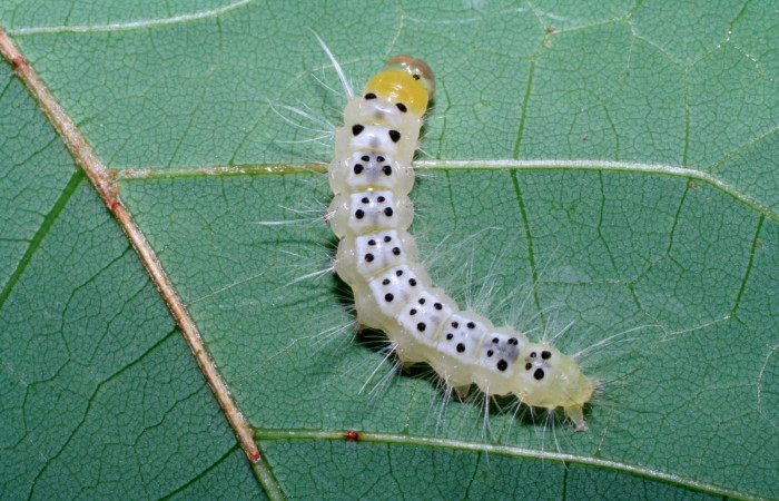 Figura 14. Larva <i>Eucereon aeolum</i> (Erebidae), vista dorsal, localidad Sendero Mismo Sector Pitilla ACG (680m). Voucher: 06-SRNP-31993-DHJ413112.jpg.