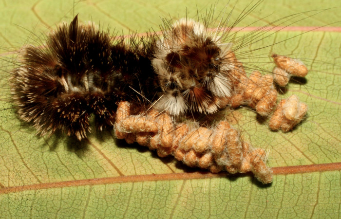 Figura 10. Larva <i>Eucereon pseudarchias</i> (Erebidae), vista capullos de párasitos <i>Glyptapanteles ianyarrowi</i> (Braconidae), localidad Estación Quica Sector Pitilla ACG (470m). Voucher: 09-SRNP-71313-DHJ461147.jpg.