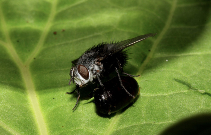 Figura 13. Adulto <i>Lespesia aletiae</i> (Tachinidae) que ataca <i>Eucereon pseudarchias</i> (Erebidae), localidad Bullas Estación Biológica Quica Sector Pitilla ACG (440m). Voucher: 14-SRNP-71386-DHJ721177.jpg.