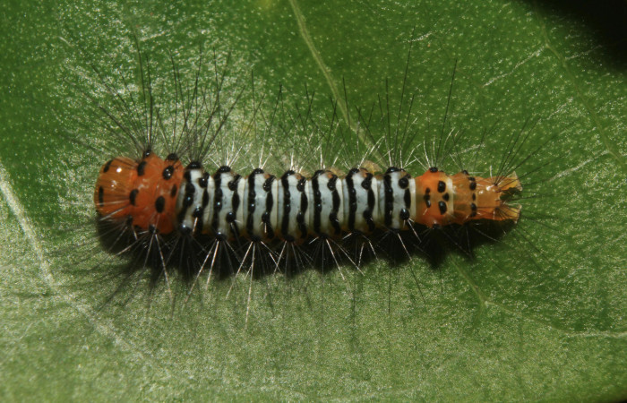 Figura 2. Larva <i>Eucereon pseudarchias</i> (Erebidae), penúltimo estadío (PU) vista dorsal, localidad Bullas Estación Quica Sector Pitilla ACG (440m). Voucher: 18-SRNP-70037-DHJ741534.jpg.
