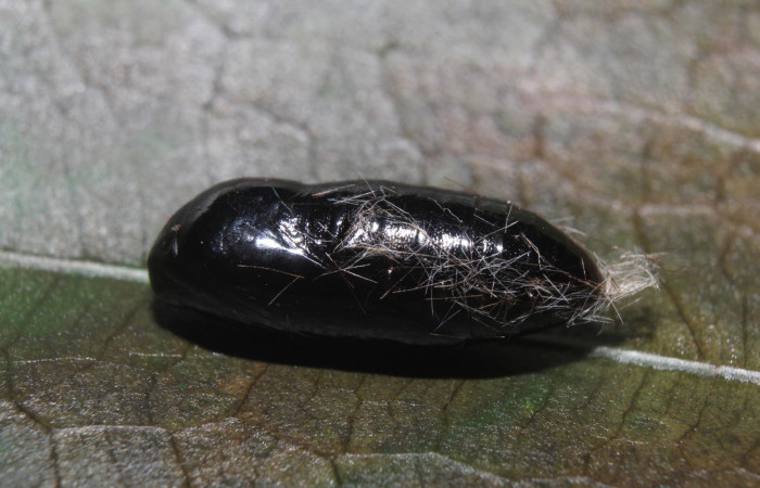 Figura 5. Pupa de <i>Eucereon pseudarchias</i> (Erebidae), vista lateral, localidad Bullas Estación Quica Sector Pitilla ACG (475m). Voucher: 18-SRNP-70037-DHJ741593.jpg.