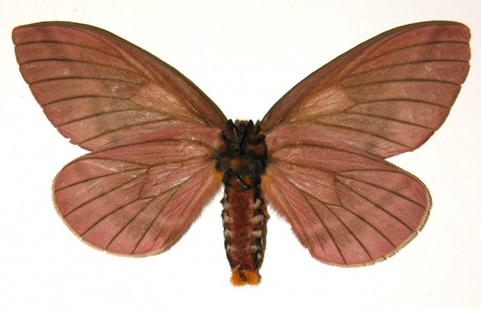 Figura 10. Adulto de <i>Pseudodirphia regia</i> (Saturniidae), hembra vista ventral, localidad San Lucas, Sector Rincón Rain Forest ACG (320m). Voucher: 04-SRNP-42286-DHJ303677.jpg.