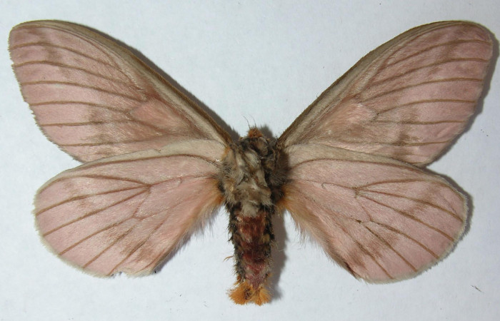 Figura 12. Adulto de <i>Pseudodirphia regia</i> (Saturniidae), macho vista ventral, localidad Gallinazo, Brasilia (360m). Voucher: 12-SRNP-65042-DHJ563037.jpg.
