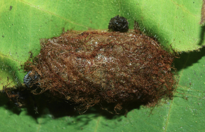 Figura 6. Prepupa o capullo de <i>Pseudodirphia regia</i> (Saturniidae), vista dorsal, localidad Bullas, Estación Biológica Quica Sector Pitilla ACG (440m). Voucher: 14-SRNP-72185-DHJ726616.jpg.