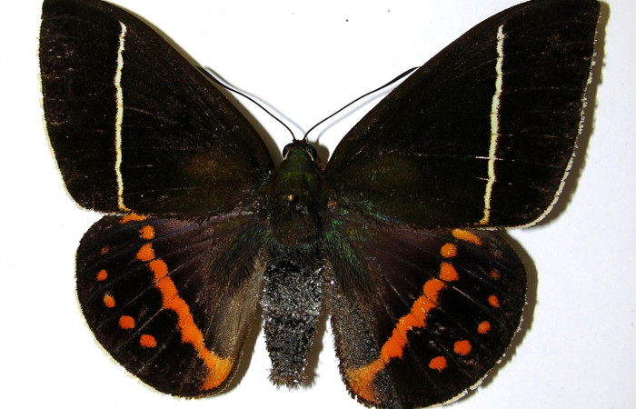 Figura 20 Adulto hembra de <i>Amauta procera</i> (Castniidae). Vista dorsal. Voucher 02-SRNP-2815-DHJ331828.jpg.