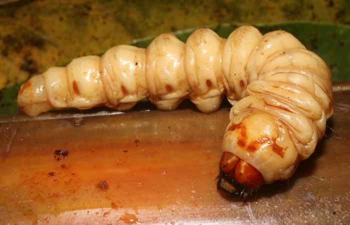 Figura 1. <i>Amauta procera</i> (Castniidae) último estadio, posición lateral, Sector San Cristóbal, Puente Palma. Voucher 19-SRNP-1233-DHJ758819.jpg.