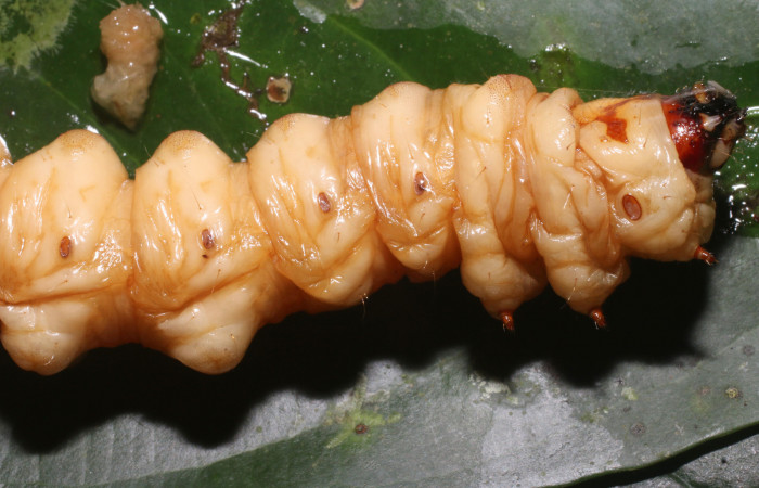 Figura 6. <i>Amauta procera</i> (Castniidae) último estadio, posición lateral, cabeza, torax Sector San Cristóbal, Puente Palma. Voucher 19-SRNP-1233-DHJ758825.jpg.