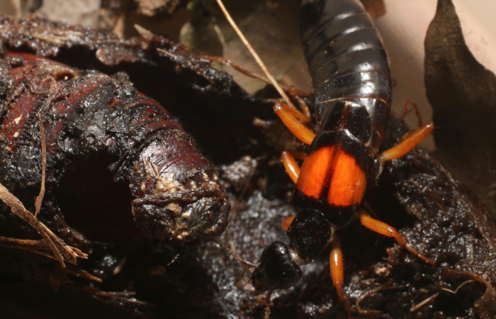 Figura 18. Tijerillas, (Dermaptera)  depredador de <i>Amauta procera</i> (Castniidae). Estación San Cristóbal, Puente Palma. Voucher 19-SRNP-1476-DHJ758864.jpg.
