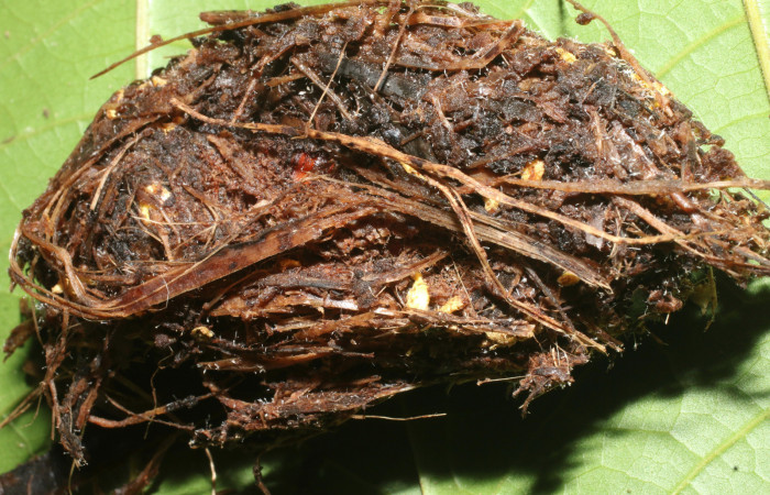 Figura 13. Capullo de <i>Amauta procera</i> (Castniidae). Estación San Cristóbal, Puente Palma. Voucher 19-SRNP-723-DHJ758706.jpg.