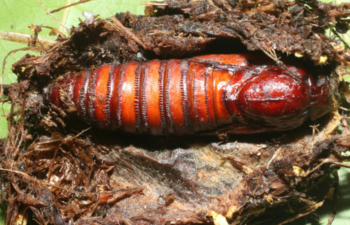 Figura 14. Pupa de <i>Amauta procera</i> (Castniidae). Posición dorsal Estación San Cristóbal, Puente Palma. Voucher 19-SRNP-723-DHJ758708.jpg.